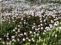 vit Trädgårdsblommor Alaska Bellheather, Harrimanella Fil, uppodling och beskrivning, egenskaper och odling