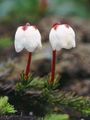 Foto Alaska Bellheather Beschreibung, Merkmale und wächst