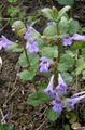 Photo Ale Ivy, Field Balm, Ground Ivy description, characteristics and growing