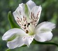Foto Inkalilien, Peruanische Lilie, Lilie Der Inkas Beschreibung, Merkmale und wächst