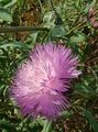 pink Garden Flowers Amberboa, sweet sultan Photo, cultivation and description, characteristics and growing