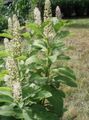 bela Vrtno Cvetje American Pokeweed, Inkberry, Pidgeonberry, Phytolacca americana fotografija, gojenje in opis, značilnosti in rast