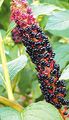 musta Puutarhakukat American Kermesmarjan, Inkberry, Pidgeonberry, Phytolacca americana kuva, muokkaus ja tuntomerkit, ominaisuudet ja viljely