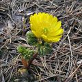 yellow Garden Flowers Amur Adonis, Adonis amurensis Photo, cultivation and description, characteristics and growing