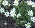 white Garden Flowers Anemone Photo, cultivation and description, characteristics and growing