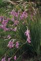 Foto Engels Angelrute, Feenhaften Stab, Wandflower Beschreibung, Merkmale und wächst