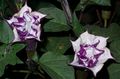 syrin Hage blomster Engels Basun, Djevelens Trompet, Horn Av Masse, Dunete Torn Eple, Datura metel Bilde, dyrking og beskrivelse, kjennetegn og voksende