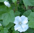 Photo Annual Mallow, Rose Mallow, Royal Mallow, Regal Mallow description, characteristics and growing