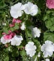 balts Dārza Ziedi Gada Malva, Rožu Malva, Royal Malva, Regal Malva, Lavatera trimestris Foto, audzēšana un apraksts, raksturlielumi un augošs