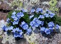 lyse blå Hage blomster Arctic Glemmer-Meg-Ikke, Alpine Forget-Me-Not, Eritrichium Bilde, dyrking og beskrivelse, kjennetegn og voksende