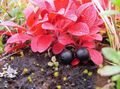 červená Záhradné kvety Arctous fotografie, pestovanie a popis, vlastnosti a pestovanie