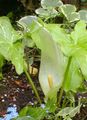 zöld Kerti Virágok Arum Italicum fénykép, termesztés és leírás, jellemzők és növekvő