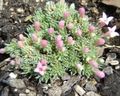 roze Tuin Bloemen Asperula foto, teelt en beschrijving, karakteristieken en groeiend