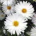 белый Садовые Цветы Астра новобельгийская, Aster Фото, культивация и описание, характеристика и выращивание