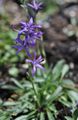 blå Have Blomster Asyneuma Foto, dyrkning og beskrivelse, egenskaber og voksende