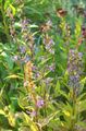 blauw Tuin Bloemen Asyneuma foto, teelt en beschrijving, karakteristieken en groeiend