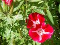 Foto Atlasflower, Abschied Zu Frühling, Godetia Beschreibung, Merkmale und wächst