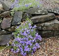hellblau Gartenblumen Aubrieta, Felskresse Foto, Anbau und Beschreibung, Merkmale und wächst