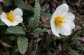 blanco Flores de jardín Avens, Dryas Foto, cultivo y descripción, características y cultivación