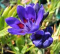 blauw Baviaan Bloem, Babiana, Gladiolus strictus, Ixia plicata foto, teelt en beschrijving, karakteristieken en groeiend
