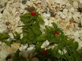 Photo Baby Sunrose, Heartleaf Ice Plant description, characteristics and growing