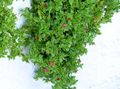 crvena Vrtne Cvjetovi Beba Sunrose, Heartleaf Led Biljke, Aptenia Foto, uzgajanje i opis, karakteristike i uzgoj