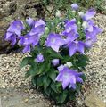 Photo Balloon Flower, Chinese Bellflower description, characteristics and growing