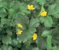žlutý Zahradní květiny Neplodná Jahoda, Waldsteinia ternata. fotografie, kultivace a popis, charakteristiky a pěstování