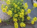 yellow Garden Flowers Basket of Gold, Alyssum Photo, cultivation and description, characteristics and growing