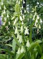 hvid Have Blomster Berg Lilje, Sommer Hyacint, Cape Hyacint, Galtonia Foto, dyrkning og beskrivelse, egenskaber og voksende