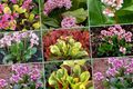 modra Vrtno Cvetje Bergenia fotografija, gojenje in opis, značilnosti in rast