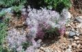 sārts Dārza Ziedi Big Betoniku Sārmene, Stachys Foto, audzēšana un apraksts, raksturlielumi un augošs