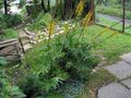 amarelo Flores do Jardim Bigleaf Ligularia, Leopardo Planta, Groundsel Dourado foto, cultivo e descrição, características e crescente