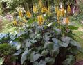 жълт Градински цветове Bigleaf Ligularia, Леопард Растение, Златна Кръстец снимка, отглеждане и описание, характеристики и култивиране