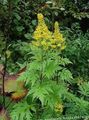 amarelo Flores do Jardim Bigleaf Ligularia, Leopardo Planta, Groundsel Dourado foto, cultivo e descrição, características e crescente