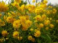 ყვითელი ბაღის ყვავილები შავ Eyed Susan, აღმოსავლეთ Coneflower, ფორთოხლის Coneflower, Showy Coneflower, Rudbeckia სურათი, გაშენების და აღწერა, მახასიათებლები და იზრდება