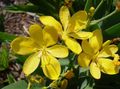 geel Tuin Bloemen Blackberry Lelie, Luipaard Lelie, Belamcanda chinensis foto, teelt en beschrijving, karakteristieken en groeiend