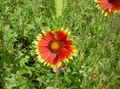 Foto Kokardenblume Beschreibung, Merkmale und wächst