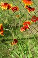 червоний Садові Квіти Гайлардія, Gaillardia Фото, вирощування і опис, характеристика і зростаючий
