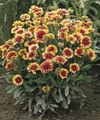 Photo Blanket Flower description, characteristics and growing