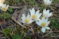 hvit Hage blomster Bloodroot, Red Puccoon, Sanguinaria Bilde, dyrking og beskrivelse, kjennetegn og voksende