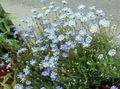 Foto Blaue Gänseblümchen, Blauen Marguerite Beschreibung, Merkmale und wächst