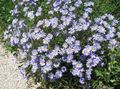 lyse blå Hage blomster Blå Tusenfryd, Blå Marguerite, Felicia amelloides Bilde, dyrking og beskrivelse, kjennetegn og voksende
