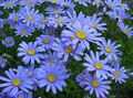 lichtblauw Tuin Bloemen Blauw Madeliefje, Blauwe Margriet, Felicia amelloides foto, teelt en beschrijving, karakteristieken en groeiend