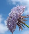 იასამნისფერი ლურჯი მაქმანი ყვავილების, Rottnest Island Daisy, Didiscus სურათი, გაშენების და აღწერა, მახასიათებლები და იზრდება