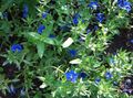 blue Garden Flowers Blue pimpernel, Anagallis Monellii Photo, cultivation and description, characteristics and growing