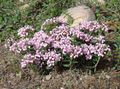 rosa Gartenblumen Rosmarinheide, Gemeinsame Rosmarinheide, Sumpf Andromeda Foto, Anbau und Beschreibung, Merkmale und wächst