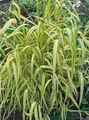 groen Tuin Bloemen Bowles Gouden Gras, Gouden Gierst Gras, Gouden Hout Mille, Milium effusum foto, teelt en beschrijving, karakteristieken en groeiend