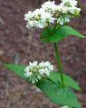 hvid Have Blomster Boghvede, Fagopyrum esculentum Foto, dyrkning og beskrivelse, egenskaber og voksende