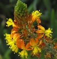 turuncu Bahçe Çiçekleri Bulbine, Bulbinella, Yanık Jöle Bitki, Bulbine Saplı, Turuncu Bulbine fotoğraf, yetiştirme ve tanım, özellikleri ve büyüyen